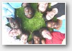jeunes