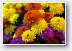 chrysanthèmes